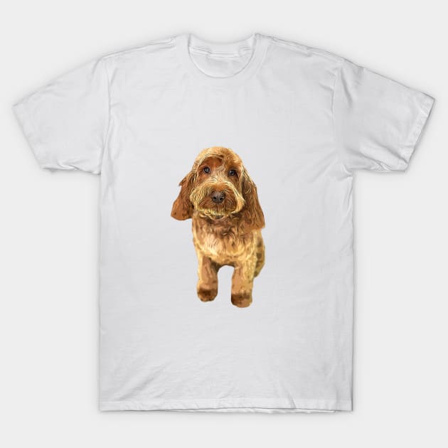 Cockapoo Cockerpoo Spoodle Cutie Doodle Dog T-Shirt by ElegantCat